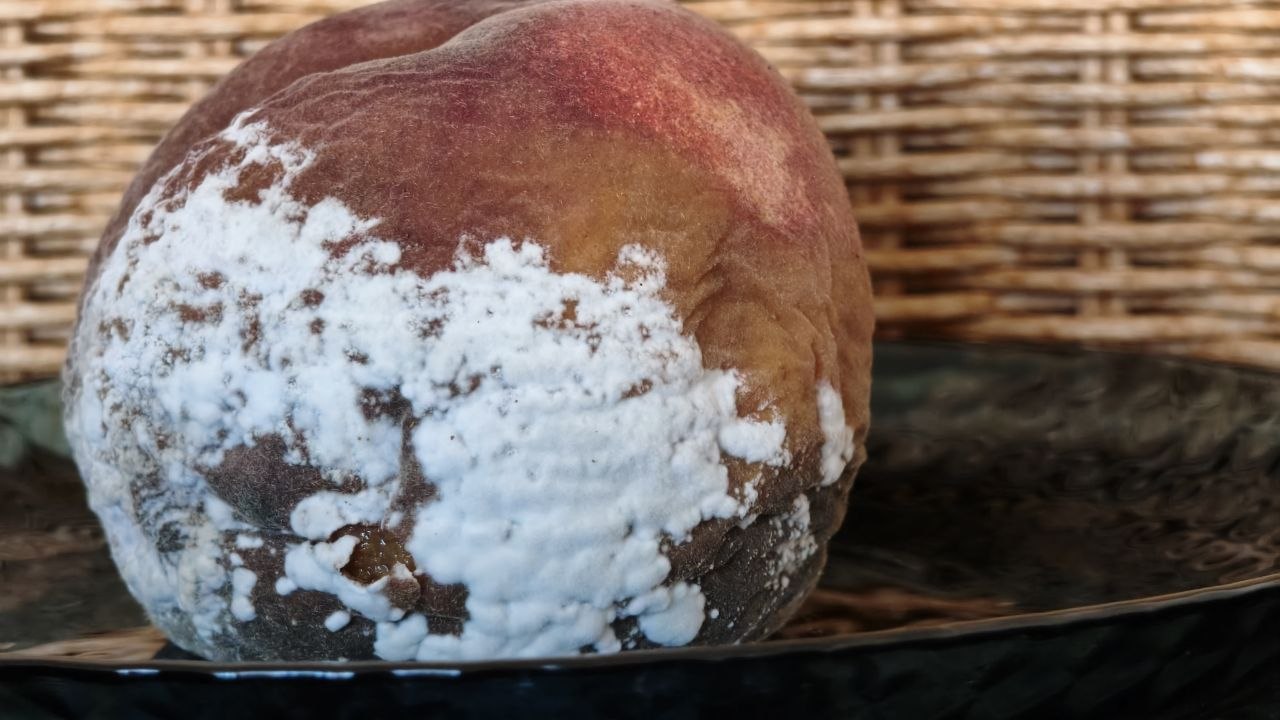 Устранение стойкого запаха гнили и плесени после испорченных продуктов в холодильнике