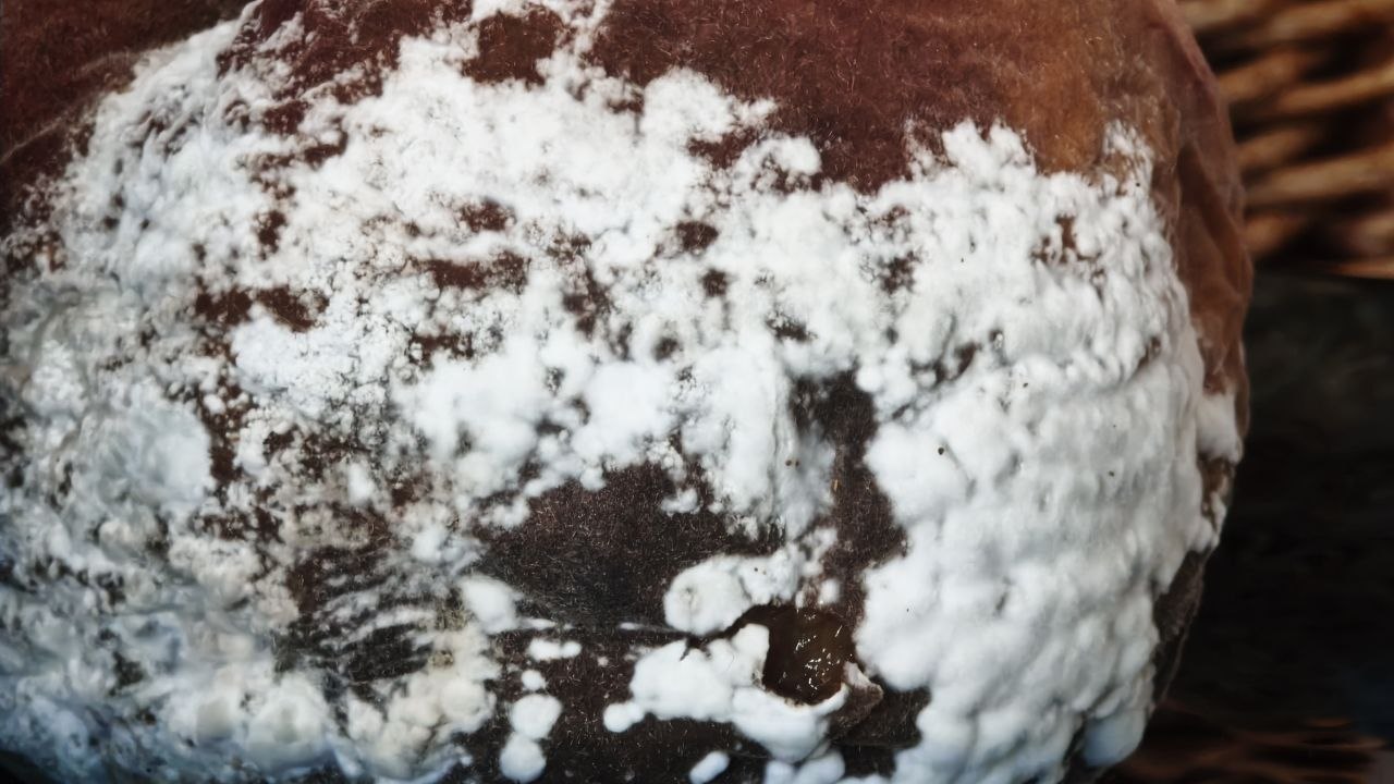 Как избавиться от запаха испорченных продуктов в труднодоступных местах холодильника